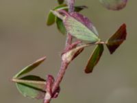 Trifolium dubium Skanörs ljung, Falsterbohalvön, Vellinge, Skåne, Sweden 20200530_0077