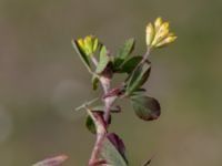 Trifolium dubium Skanörs ljung, Falsterbohalvön, Vellinge, Skåne, Sweden 20200530_0080
