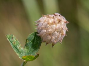 Trifolium fragiferum - Strawberry Clover - Smultronklöver