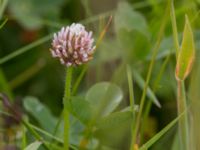 Trifolium fragiferum Bunkern, Tygelsjö ängar, Malmö, Skåne, Sweden 20150724_0008