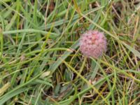 Trifolium fragiferum Bunkern, Tygelsjö ängar, Malmö, Skåne, Sweden 20150724_0055