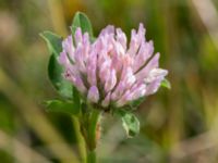 Trifolium fragiferum Djungelparken, Bunkeflostrand, Malmö, Skåne, Sweden 20220802_0168