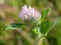 Trifolium fragiferum Djungelparken, Bunkeflostrand, Malmö, Skåne, Sweden 20220802_0169