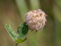 Trifolium fragiferum Djungelparken, Bunkeflostrand, Malmö, Skåne, Sweden 20220802_0171