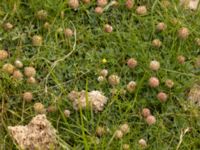 Trifolium fragiferum Fårhagen, Bunkeflo strandängar, Malmö, Skåne, Sweden 20220726_0068