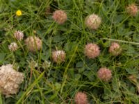 Trifolium fragiferum Fårhagen, Bunkeflo strandängar, Malmö, Skåne, Sweden 20220726_0069