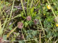 Trifolium fragiferum Paddreservatet, Norra hamnen, Malmö, Skåne, Sweden 20230812_0035