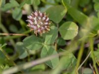 Trifolium fragiferum Paddreservatet, Norra hamnen, Malmö, Skåne, Sweden 20230812_0036