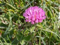 Trifolium fragiferum Sebyläge, Mörbylånga, Öland, Sweden 20150607_0102