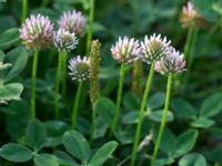 Trifolium fragiferum Svanetorpsvägen, Åkarp, Lomma, Skåne, Sweden 20160716_0043