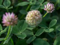 Trifolium fragiferum Svanetorpsvägen, Åkarp, Lomma, Skåne, Sweden 20160716_0044