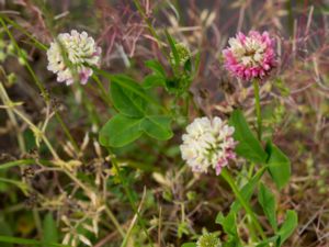 Trifolium hybridum - Alsike Clover - Alsikeklöver