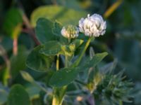 Trifolium hybridum Ribersborg, Malmö, Skåne, Sweden 20160602_0104