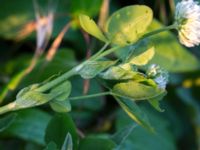 Trifolium hybridum Ribersborg, Malmö, Skåne, Sweden 20160602_0105