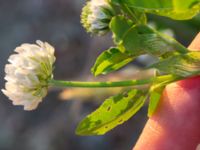 Trifolium hybridum Ribersborg, Malmö, Skåne, Sweden 20160602_0112