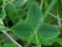 Trifolium hybridum Ribersborg, Malmö, Skåne, Sweden 20160602_0122