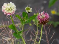 Trifolium hybridum ssp. hybridum Husie mosse, Malmö, Skåne, Sweden 20150623_0060