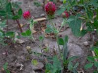 Trifolium incarnatum Elisedalsvägen, Malmö, Skåne, Sweden 20190731_0051