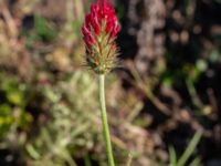 Trifolium incarnatum Sege by, Burlöv, Skåne, Sweden 20241004_0025