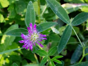 Trifolium medium - Zigzag Clover - Skogsklöver