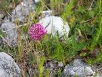 Trifolium medium Brofästet, Lernacken, Malmö, Skåne, Sweden 20150628_0214