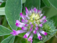 Trifolium medium Fjärilsvägen, Grinduga, Gävle, Gästrikland, Sweden 20150705B_0447