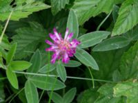 Trifolium medium Kungsmarken, Lund, Skåne, Sweden 20170624_0021