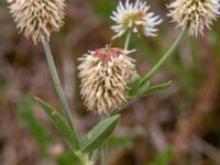 Trifolium montanum Käglinge hästbacke, Malmö, Skåne, Sweden 20180612_0004