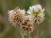 Trifolium montanum Käglinge hästbacke, Malmö, Skåne, Sweden 20180612_0014