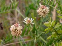 Trifolium montanum Käglinge hästbacke, Malmö, Skåne, Sweden 20180612_0017