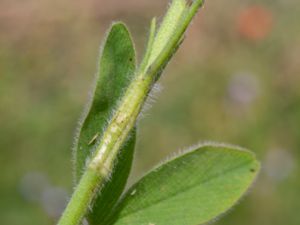 Trifolium ochroleucon - Blekklöver