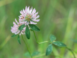 Trifolium pratense - Red Clover - Rödklöver