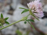 Trifolium pratense Grodreservatet, Norra hamnen, Malmö, Skåne, Sweden 20160621_0023