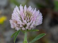 Trifolium pratense Grodreservatet, Norra hamnen, Malmö, Skåne, Sweden 20160621_0032