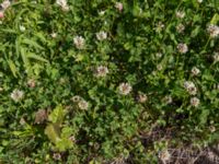 Trifolium repens Hillside Park, Anchorage, Alaska, USA 20140629_0186