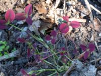 Trifolium repens Sliparebacken, Lund, Skåne, Sweden 20190623_0103