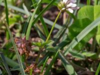 Trifolium resupinatum Boketorp, Hovadalafältet, Hässleholm, Skåne, Sweden 20210809_0025