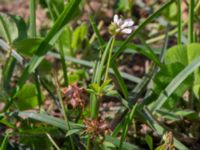Trifolium resupinatum Boketorp, Hovadalafältet, Hässleholm, Skåne, Sweden 20210809_0028