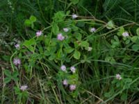 Trifolium resupinatum Boketorp, Hovadalafältet, Hässleholm, Skåne, Sweden 20210809_0058