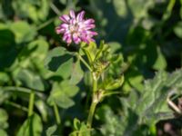 Trifolium resupinatum Sege by, Burlöv, Skåne, Sweden 20241004_0036