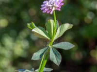 Trifolium resupinatum Sege by, Burlöv, Skåne, Sweden 20241004_0040