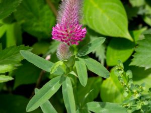 Trifolium rubens - Purpurklöver