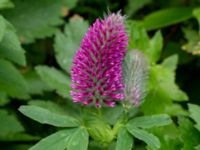 Trifolium rubens Kristianstadsvägen-Annirogatan, Ystad, Skåne, Sweden 20180620_0047