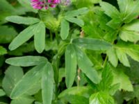 Trifolium rubens Kristianstadsvägen-Annirogatan, Ystad, Skåne, Sweden 20180620_0048