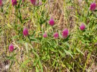 Trifolium rubens Vanningen, Vellinge, Skåne, Sweden 20240613_0048