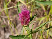 Trifolium rubens Vanningen, Vellinge, Skåne, Sweden 20240613_0050