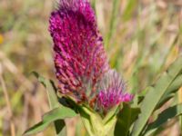 Trifolium rubens Vanningen, Vellinge, Skåne, Sweden 20240613_0052