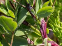 Trifolium striatum Klosterängshöjden, Lund, Skåne, Sweden 20150612_0054