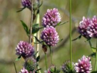 Trifolium striatum Lernacken, Malmö, Skåne, Sweden 20050623 223