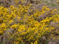 Ulex europaeus Bäckhalladalen, Simrishamn, Skåne, Sweden 20190518_0107